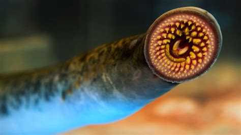 The economic costs of controlling the canine witch lamprey population